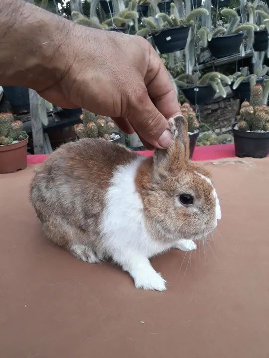 Coelho anão netherland dwarf holandês  - Foto 2
