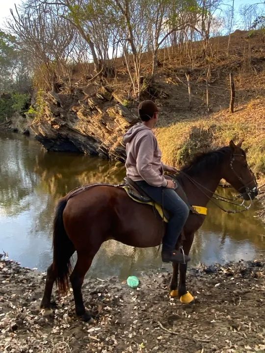 Vendo égua mestiça boa toda  - Foto 2