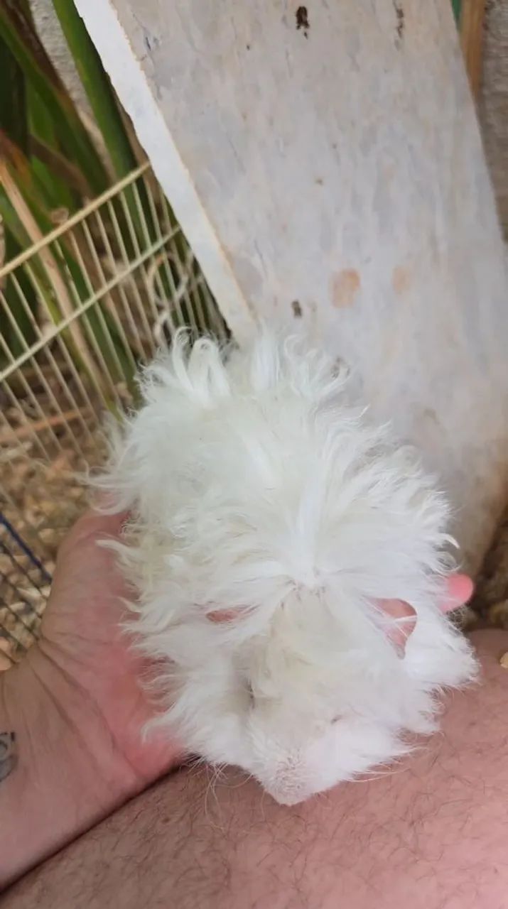 porquinho da india alpaca macho