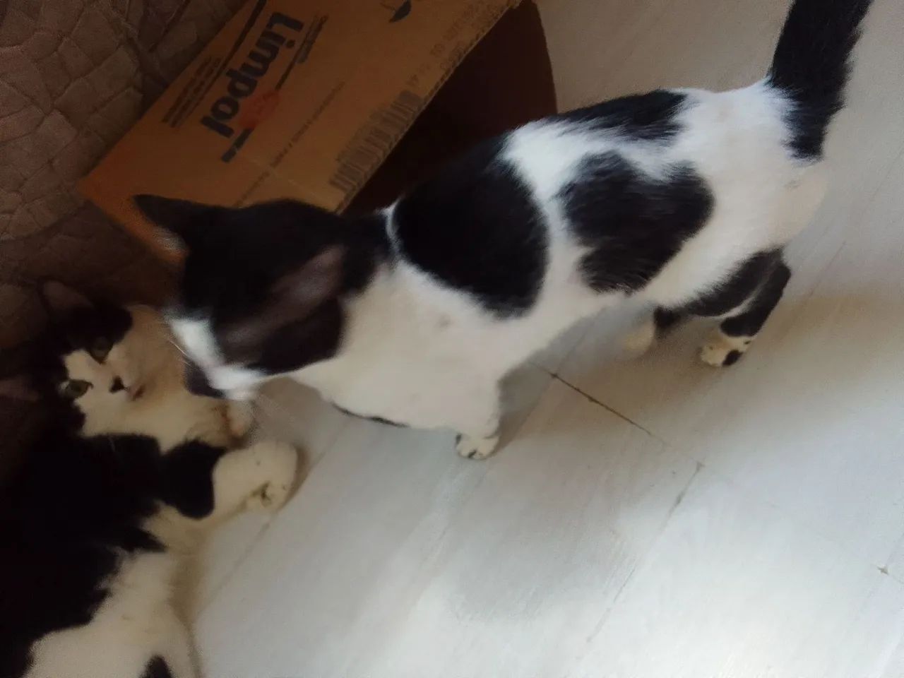 Dois gatinhos fofinhos para adoção