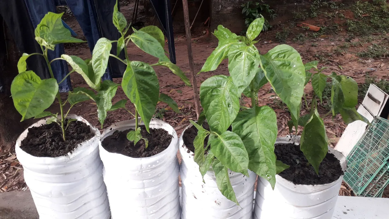 Mudinhas de pimenta em vasos