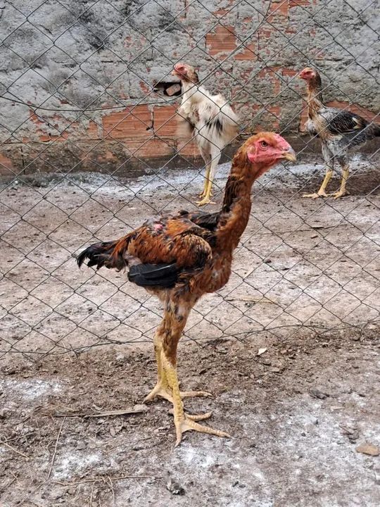 Frangos índio gigante 