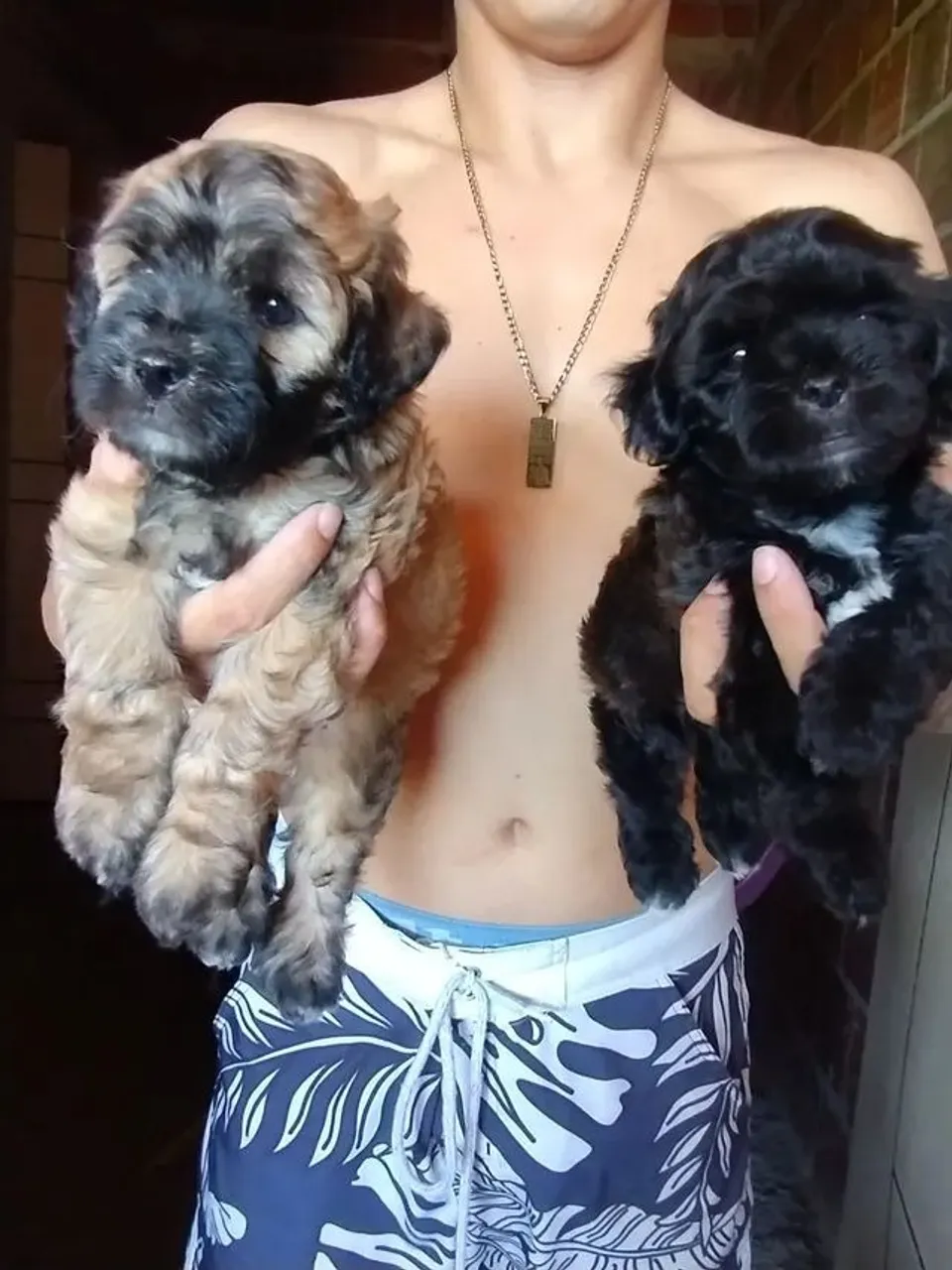 Poodle x Yorkshire 200