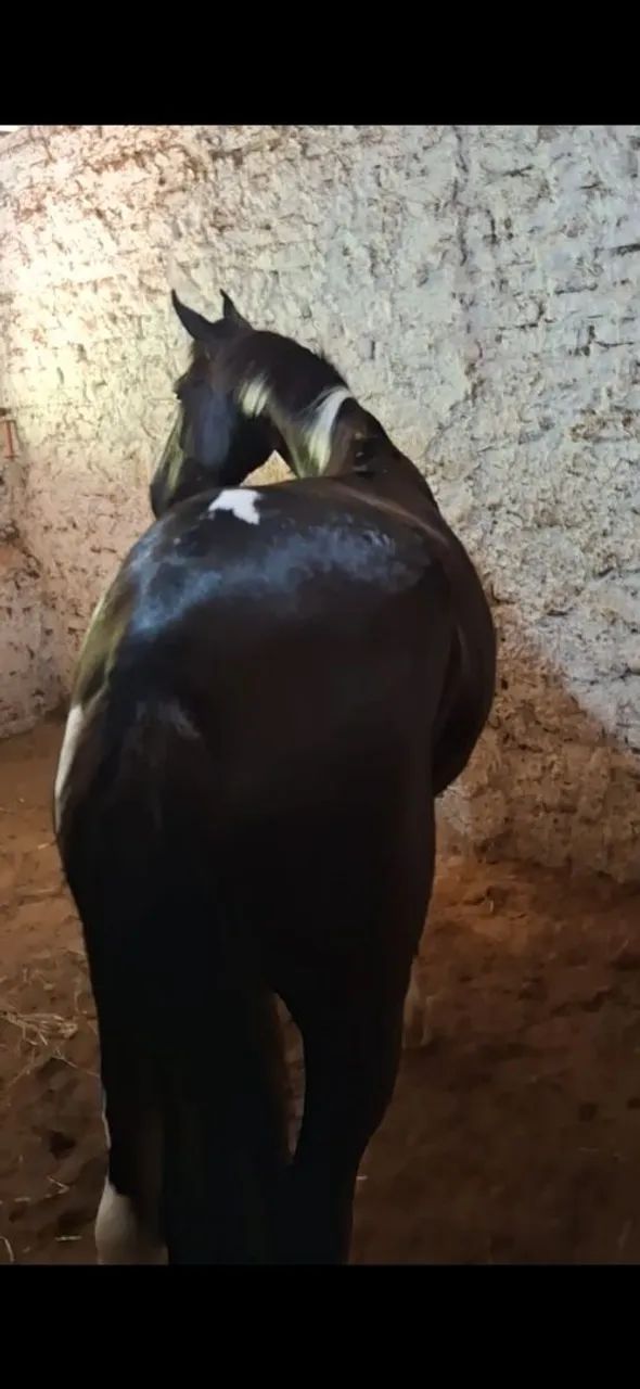 EGUINHA LUXOOO (marcha picada) - Foto 4