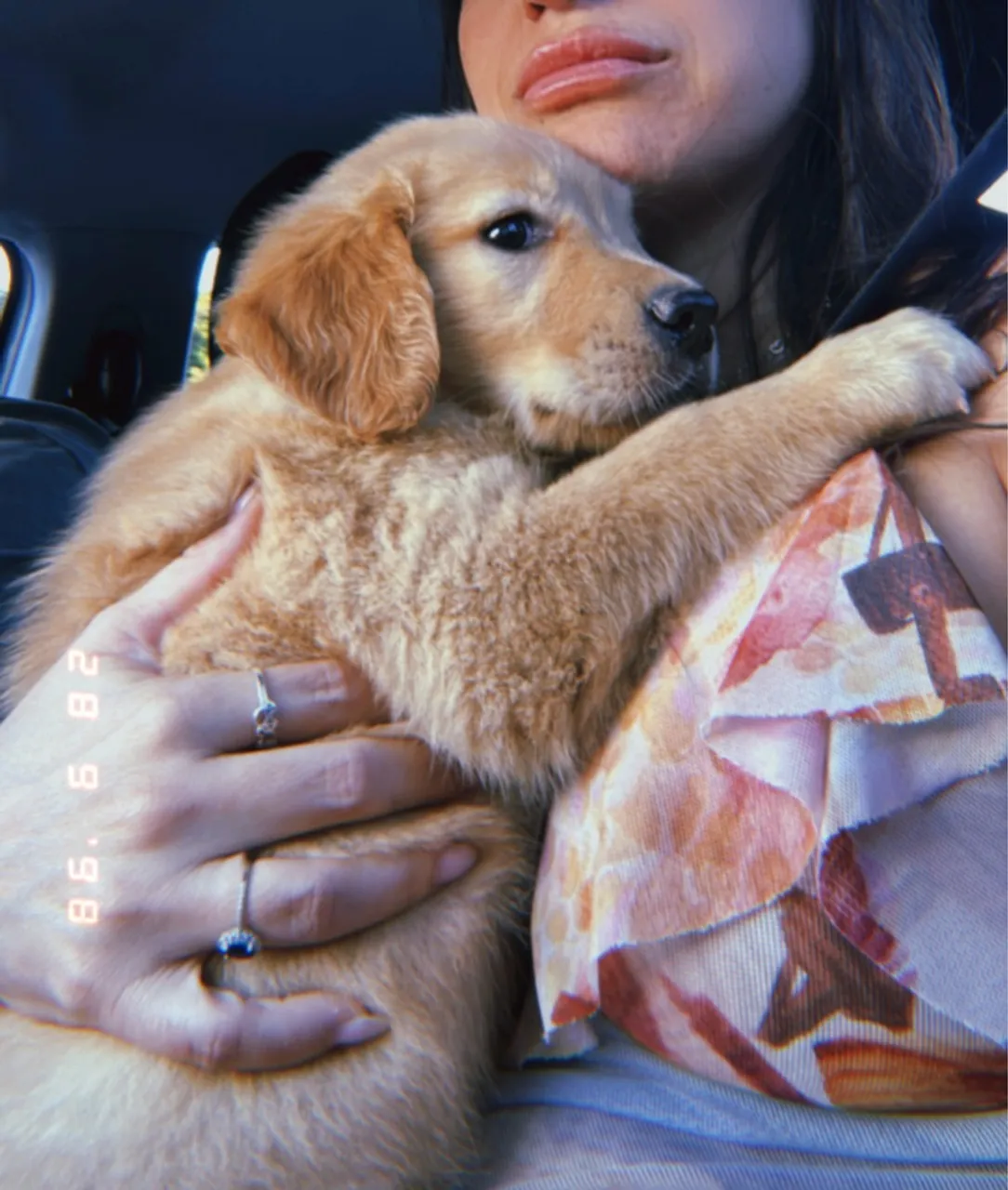 Filhote de Golden Retriever