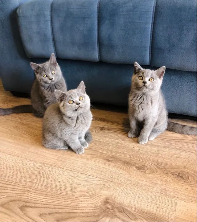 Gatinhos da raça British Shorthair Cinza Fofos de mais! - Foto 4