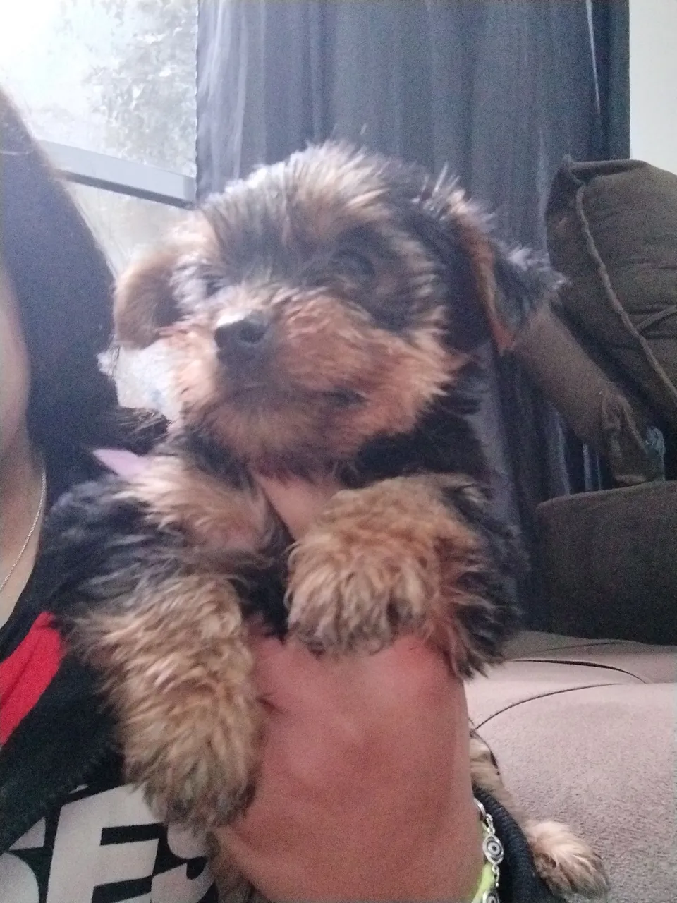 Filhote de Yorkshire Terrier