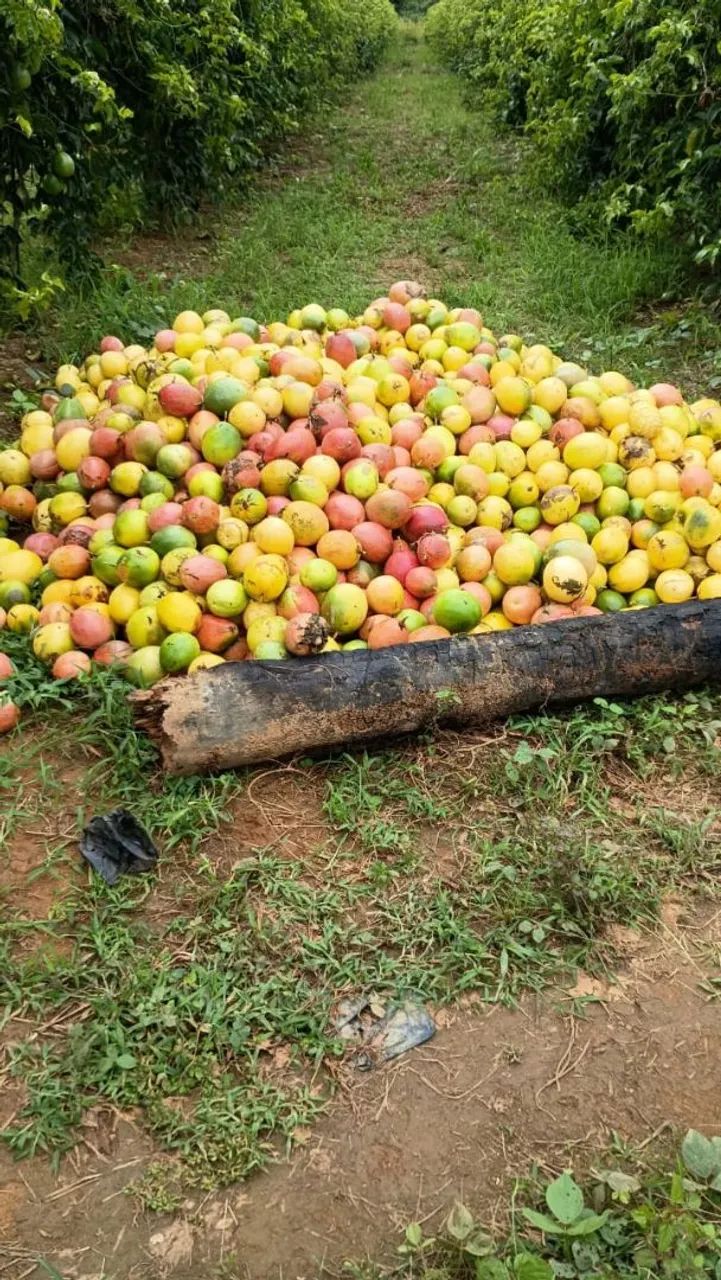 Polpa de Maracujá - Vale dos Sonhos - Foto 3