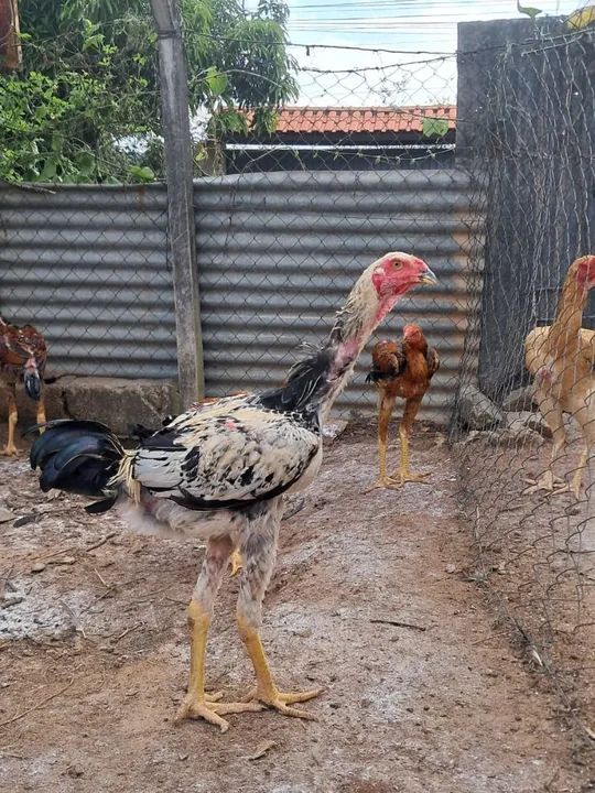 Frangos índio gigante  - Foto 2