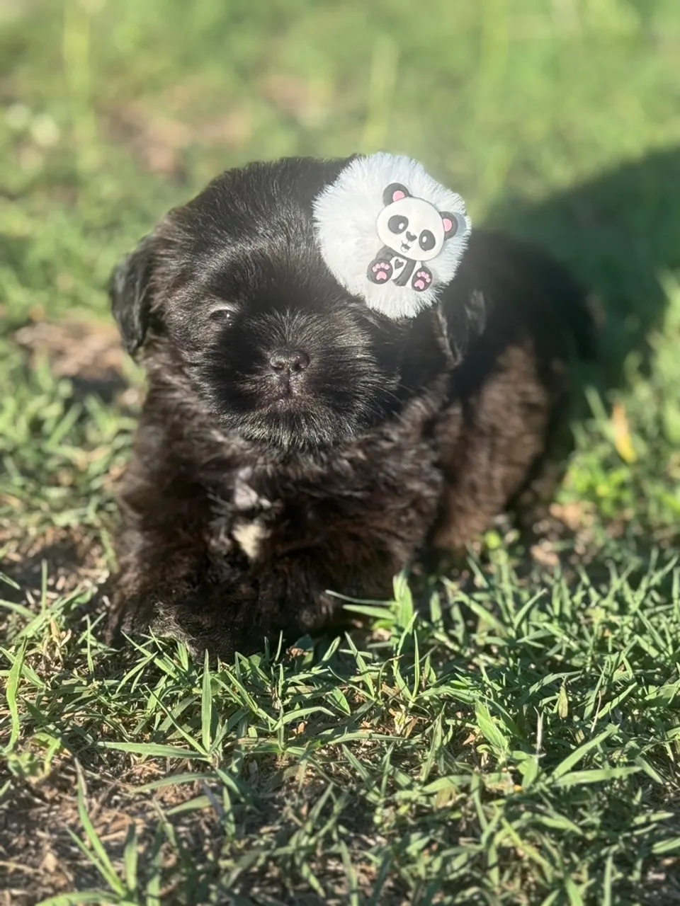 Filhote Shih Tzu fêmea - Uma fofura!
