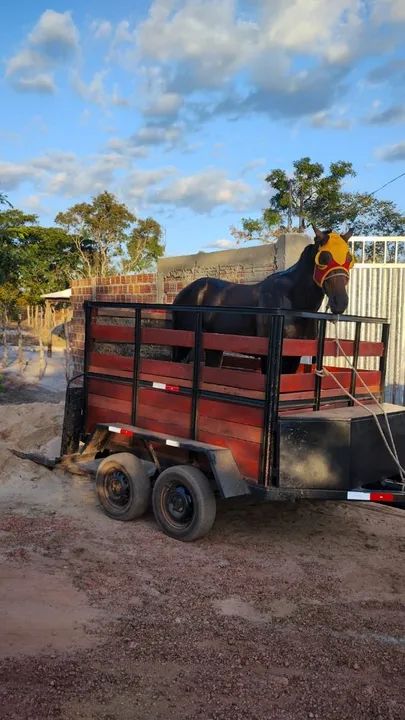 Beto Frete/ transporte de Cavalos  - Foto 4