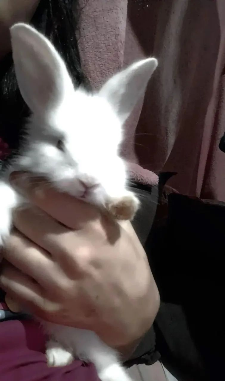 Coelhinha pra venda!