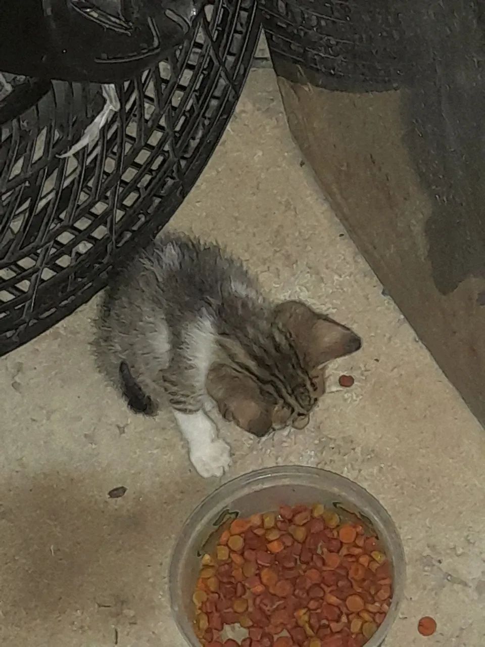 Gatinho cinza e branco para adoção - Foto 4