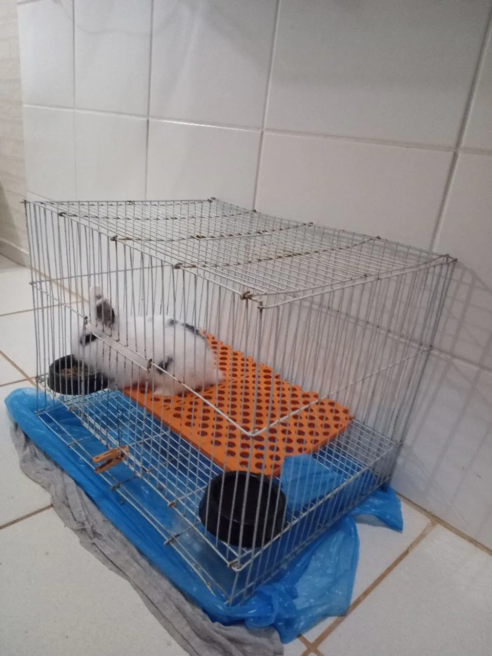 Vendo coelho