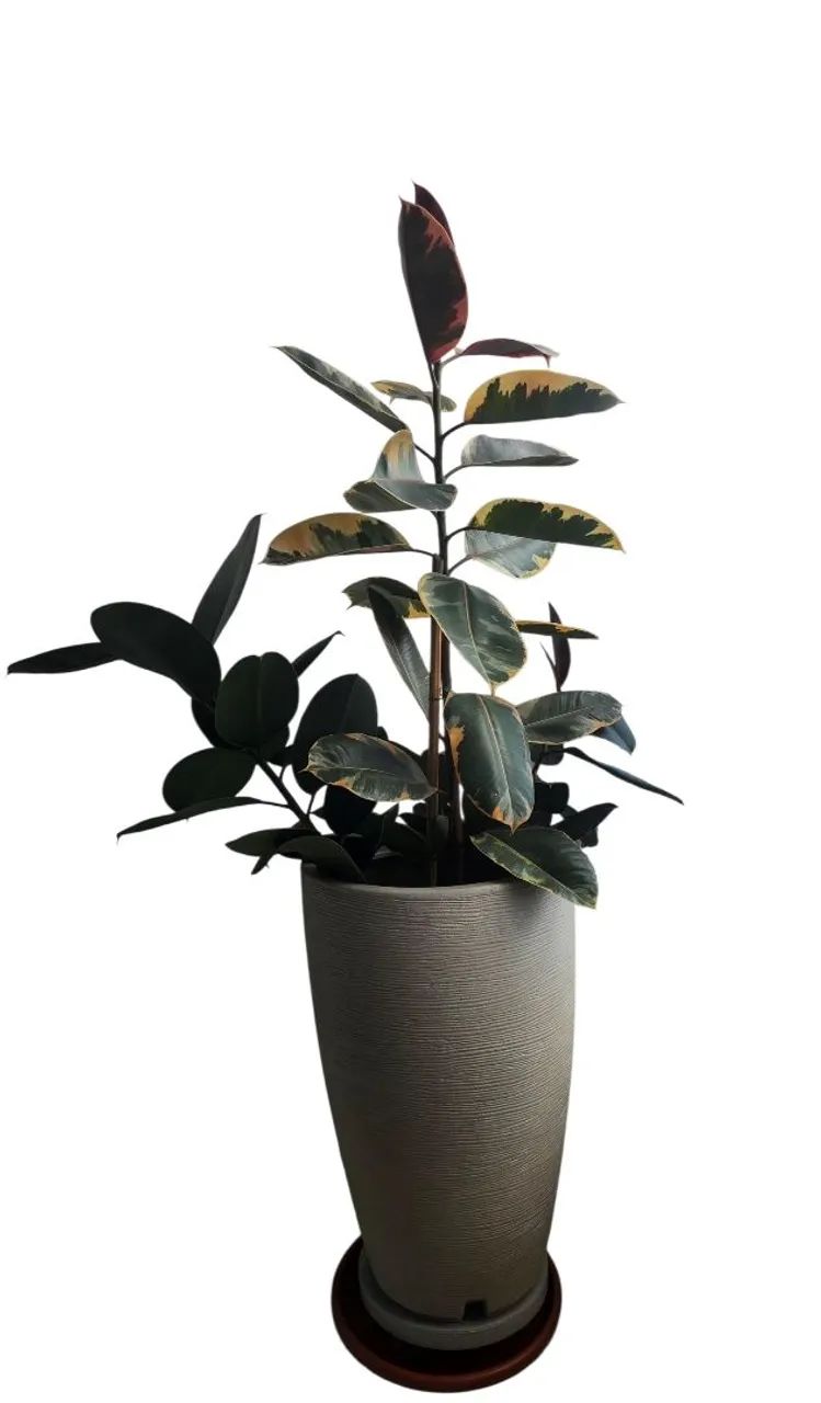 VASO GRANDE COM FICUS BURGUNDY E FICUS RUBY 