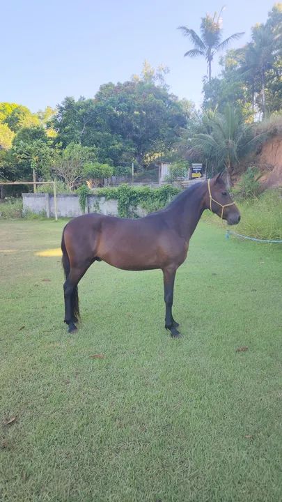 Potro mangalarga marchador filho do Comandante Elfar - Foto 2
