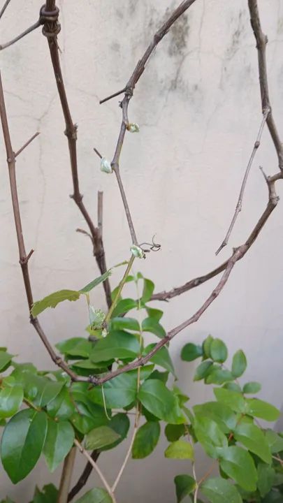 Muda de planta pitanga vermelha e Uva as duas produzindo - Foto 2