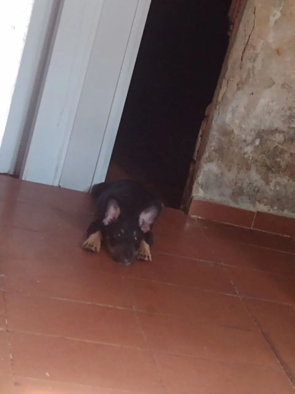 Filhote salsichinha para doação!