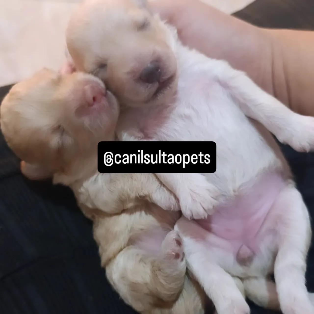 Poodle toy @canilsultaopets