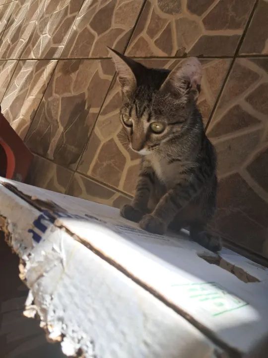 Gatinho dócil e carinhoso para adoção - Foto 2