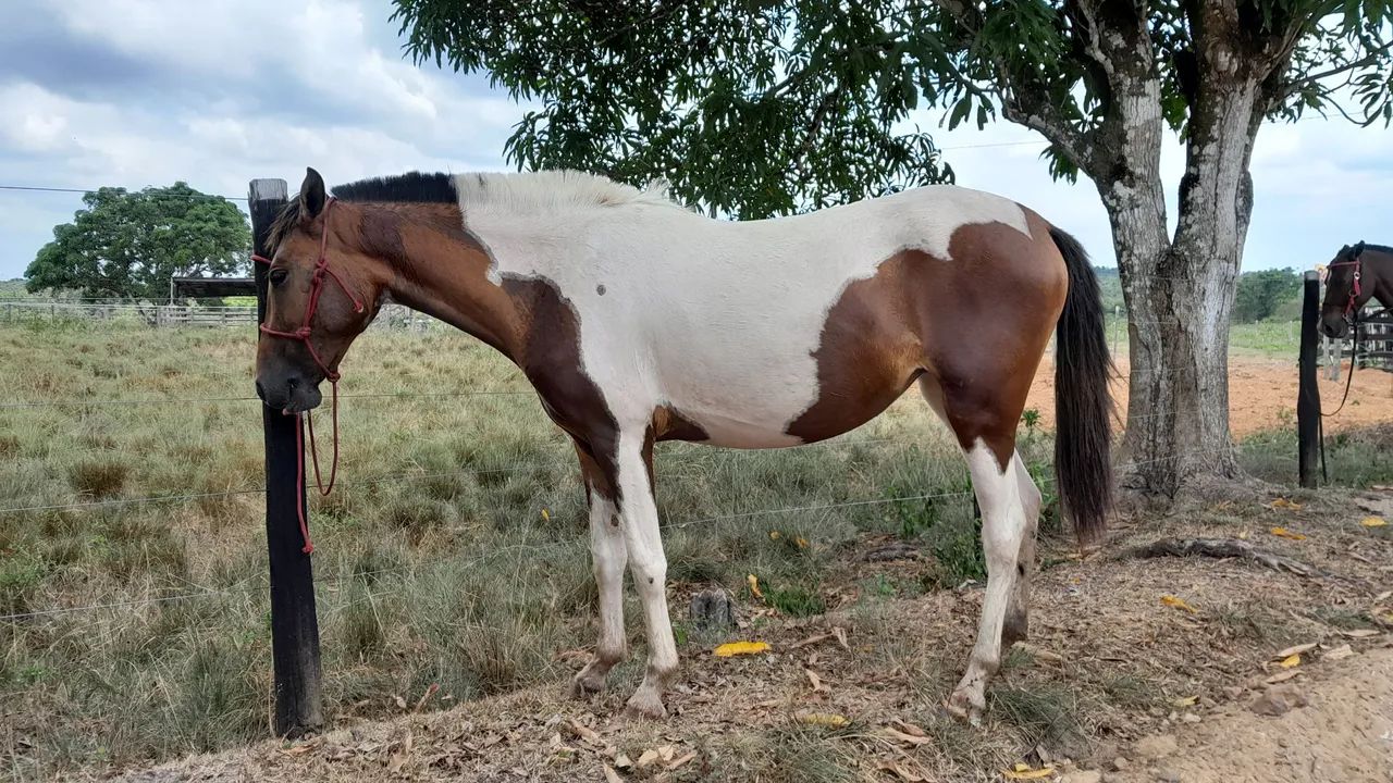 Potra pampa mangalarga com piquira