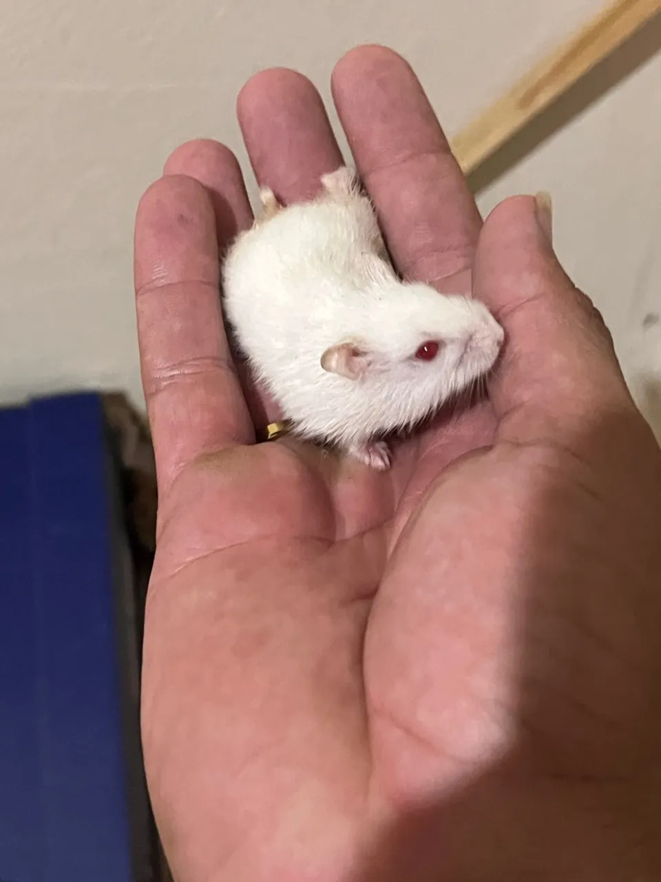 Hamster Branco - Fofura em Suas Mãos