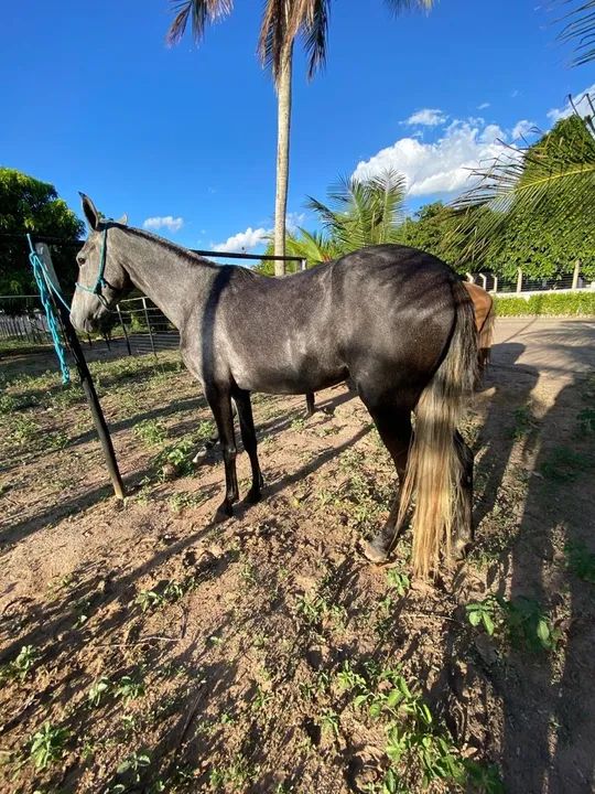 Égua de picado, neta do monza da riocon 3 anos e meio - Foto 4