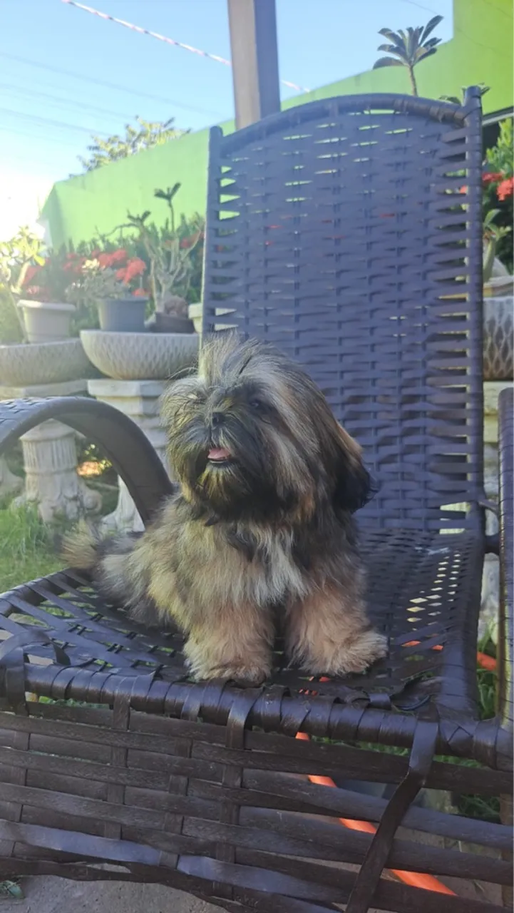Filhote Shih Tzu Fêmea a venda