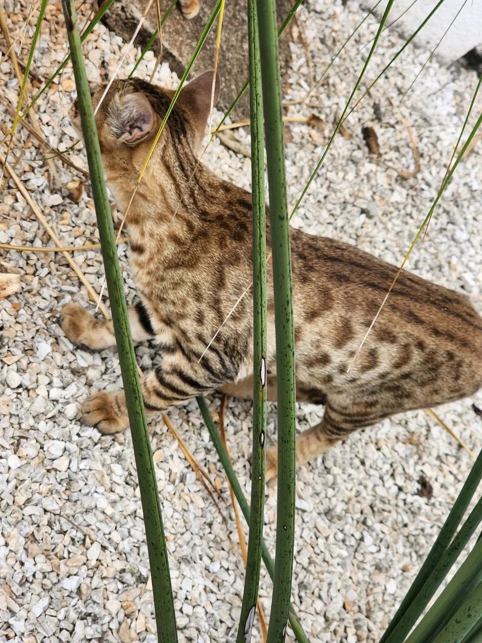 Gato Bengal filhote - Foto 2