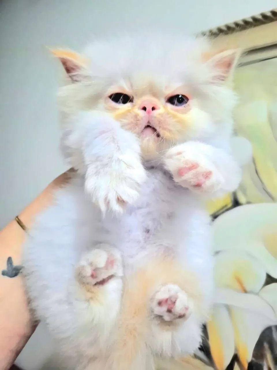 Filhote de gato persa.