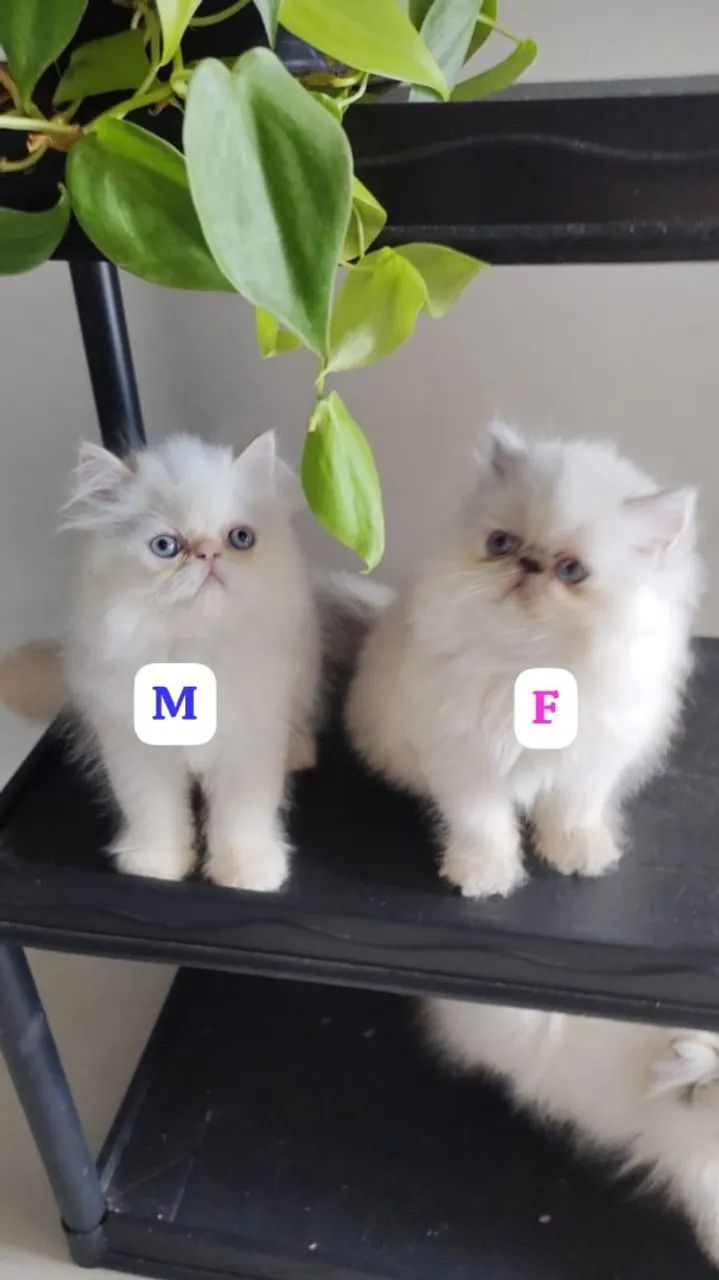 Filhotee de gato persas - Foto 4