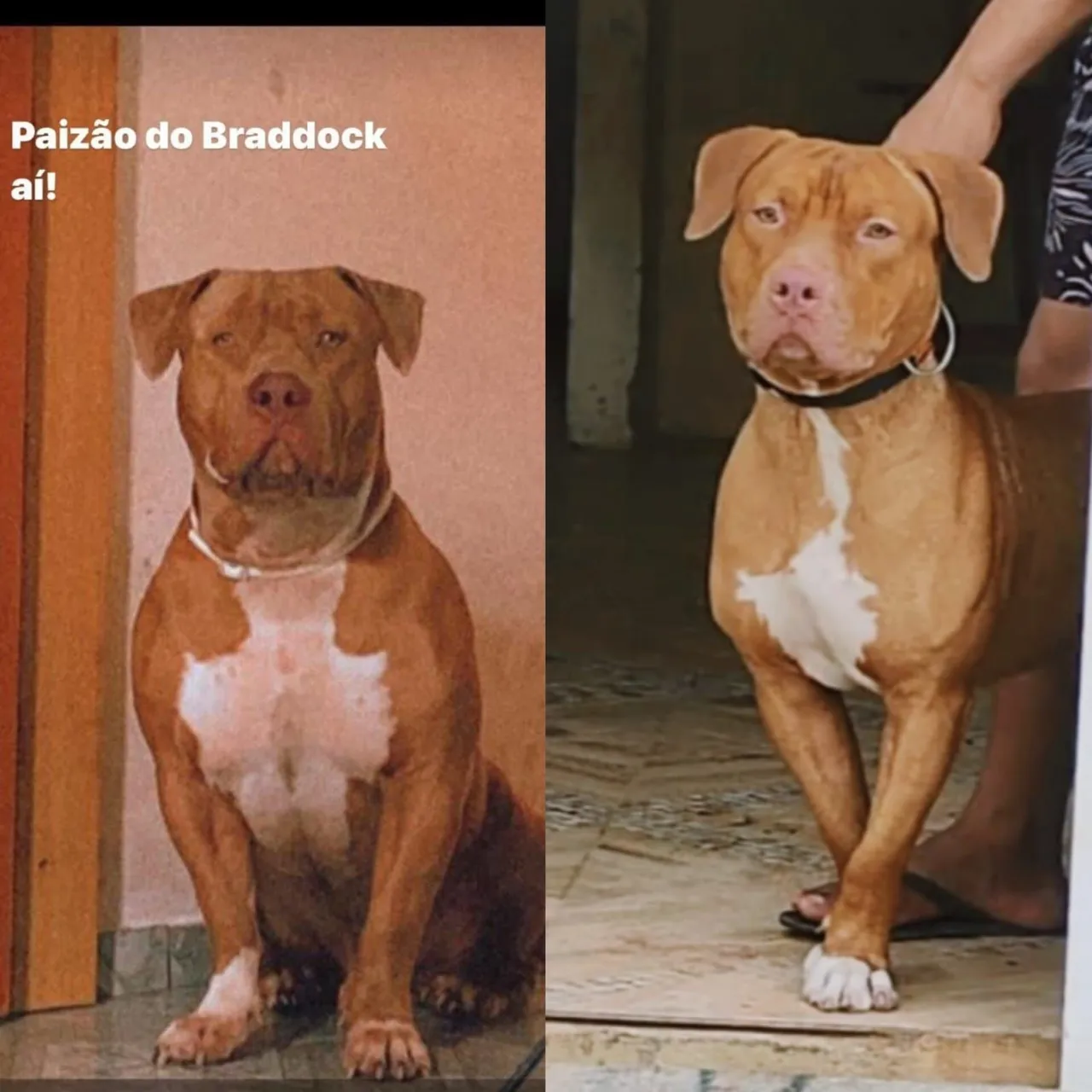 Pitmonster de Linhagem a procura de uma parceria ?