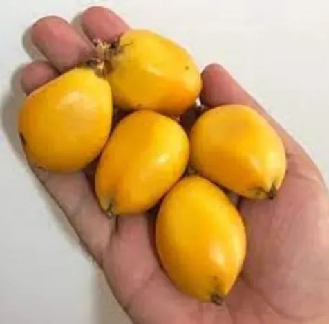 Bananinha-do-mato in natura - Foto 2