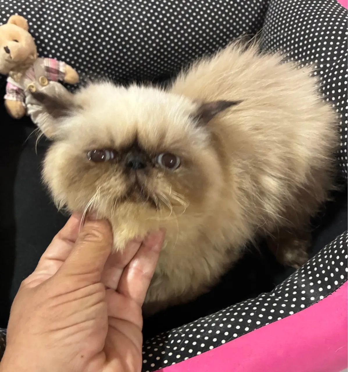 Gato persa padrão Show - 1.500 - Foto 3