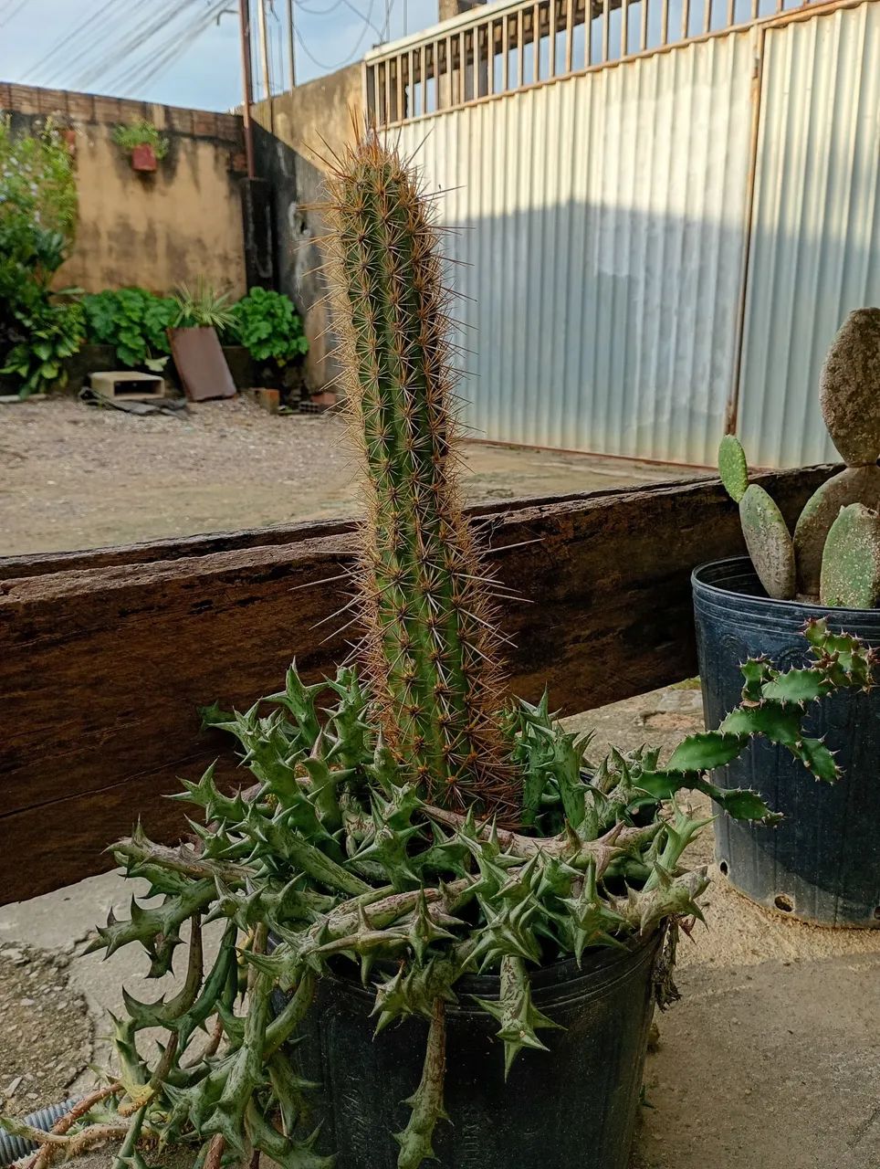 Vasos com cactos lindos  - Foto 3