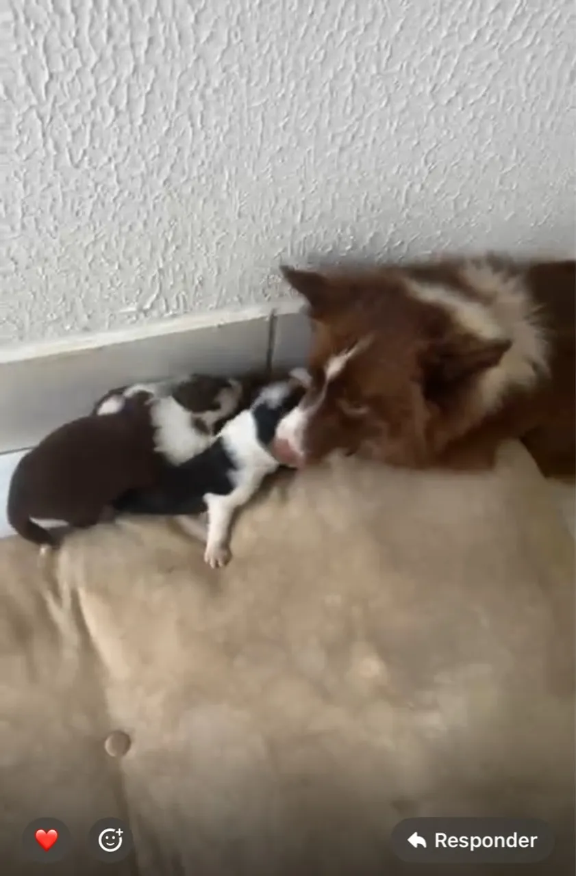 Filhotes Border Collie Lindos e Saudáveis!