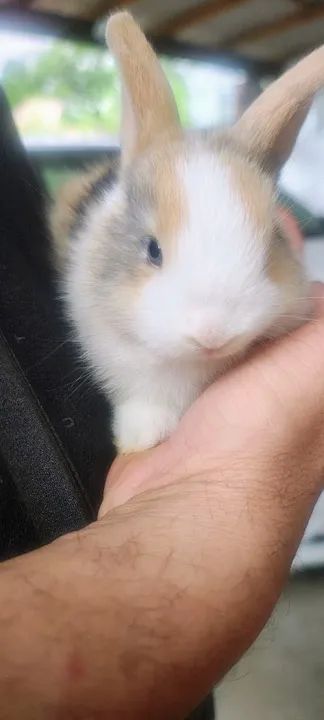 Coelho Mini Lion Raça Pura - Foto 4