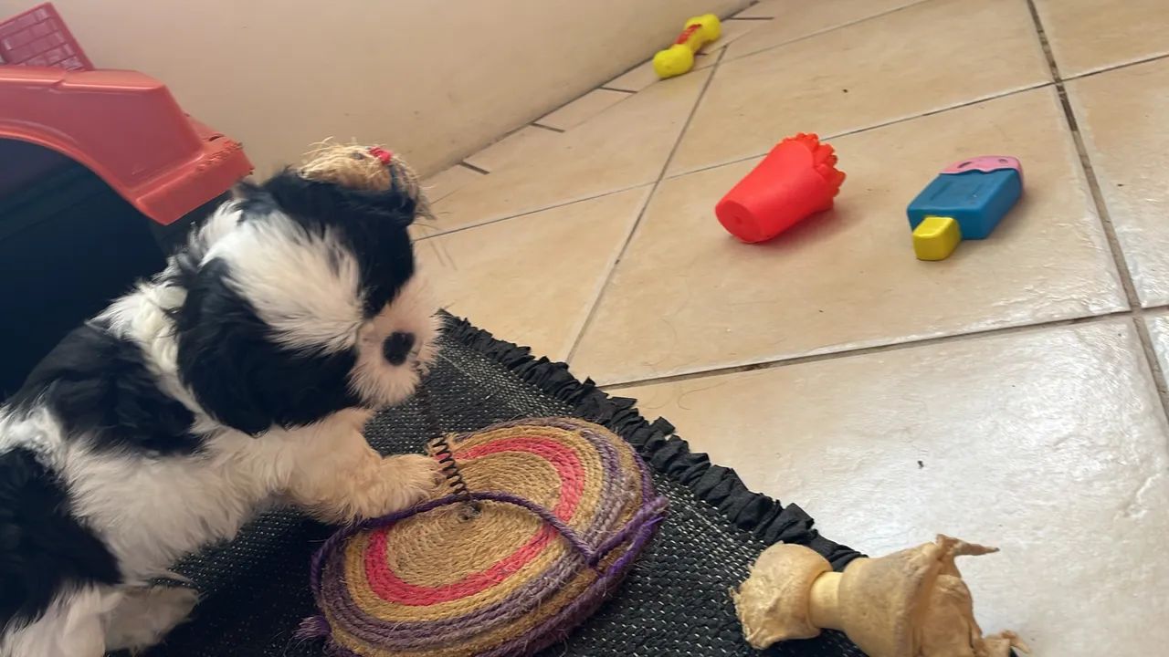 Shih tzu