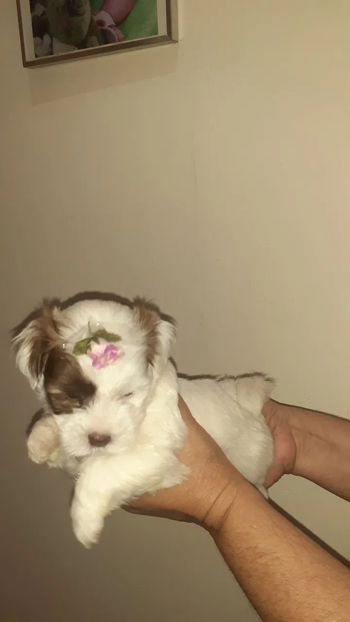 Lhaza Apso fêmea 800 reais