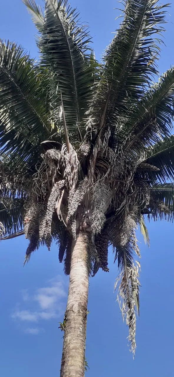 Coco da Palmeira Babaçu  - Foto 2