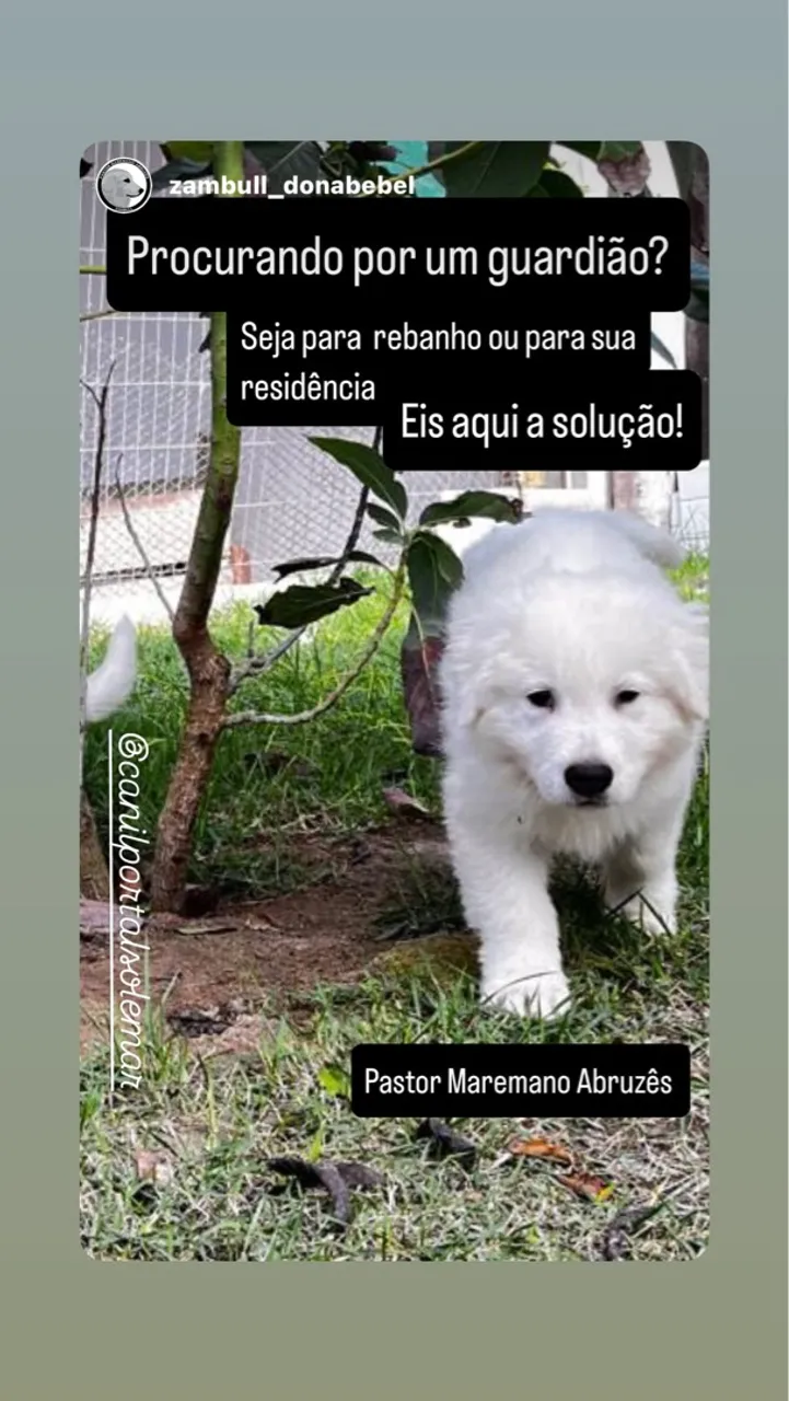 Pastor Maremano Abruzes
