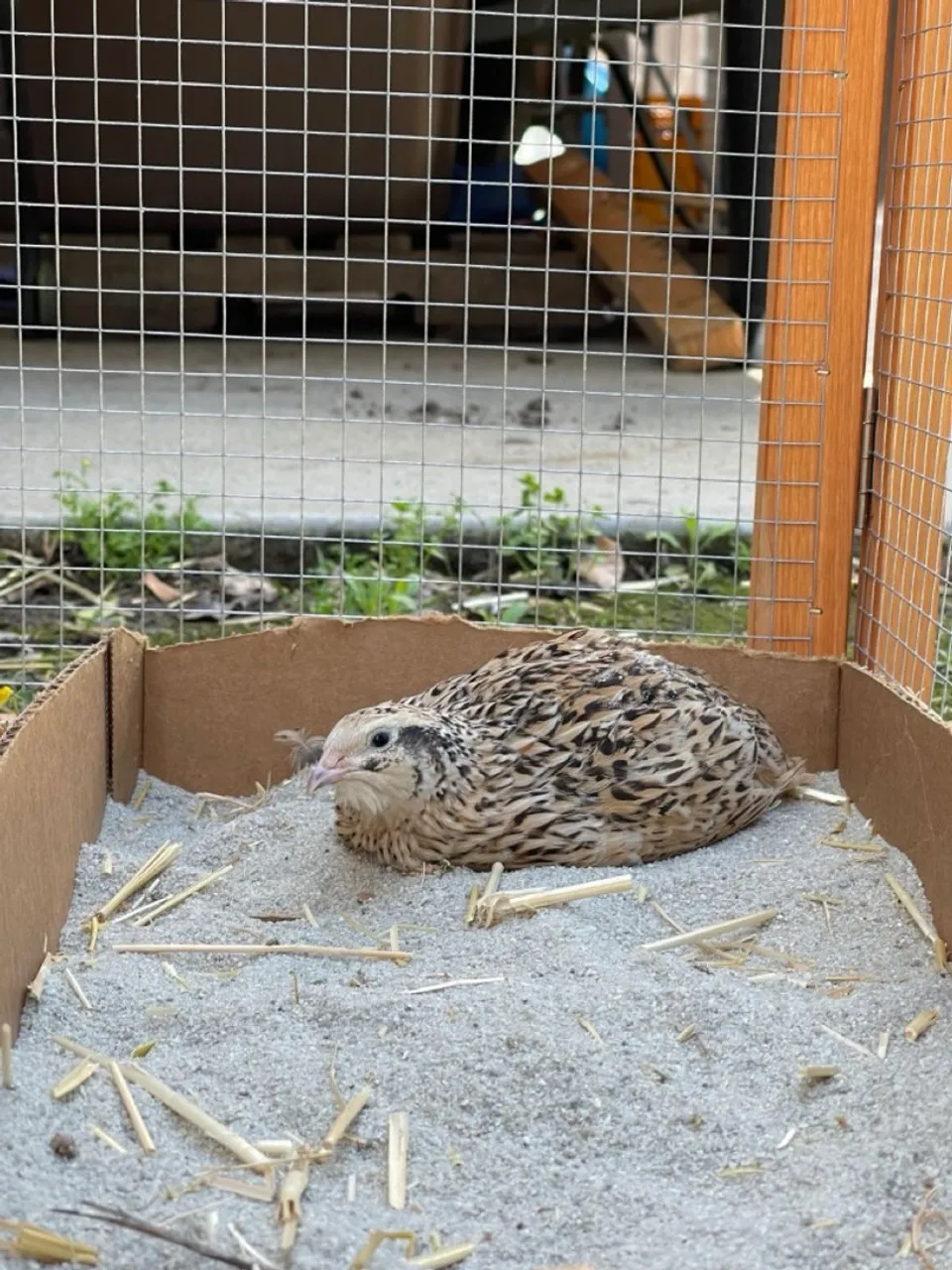 Codornas para criação