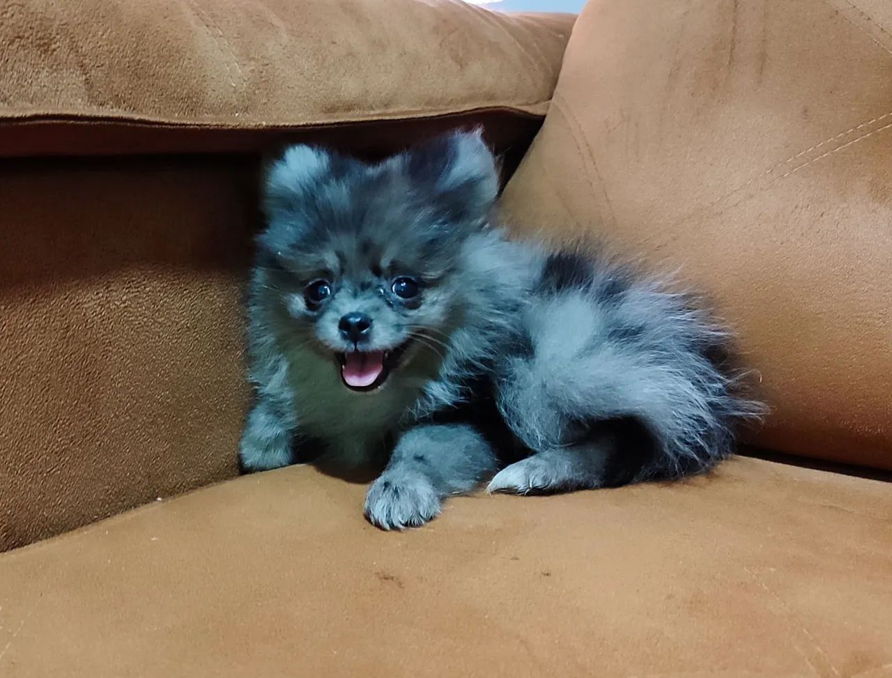 Merle Pomeranian Lulu Da Pomerania Blue Merle Pomeranian Dog