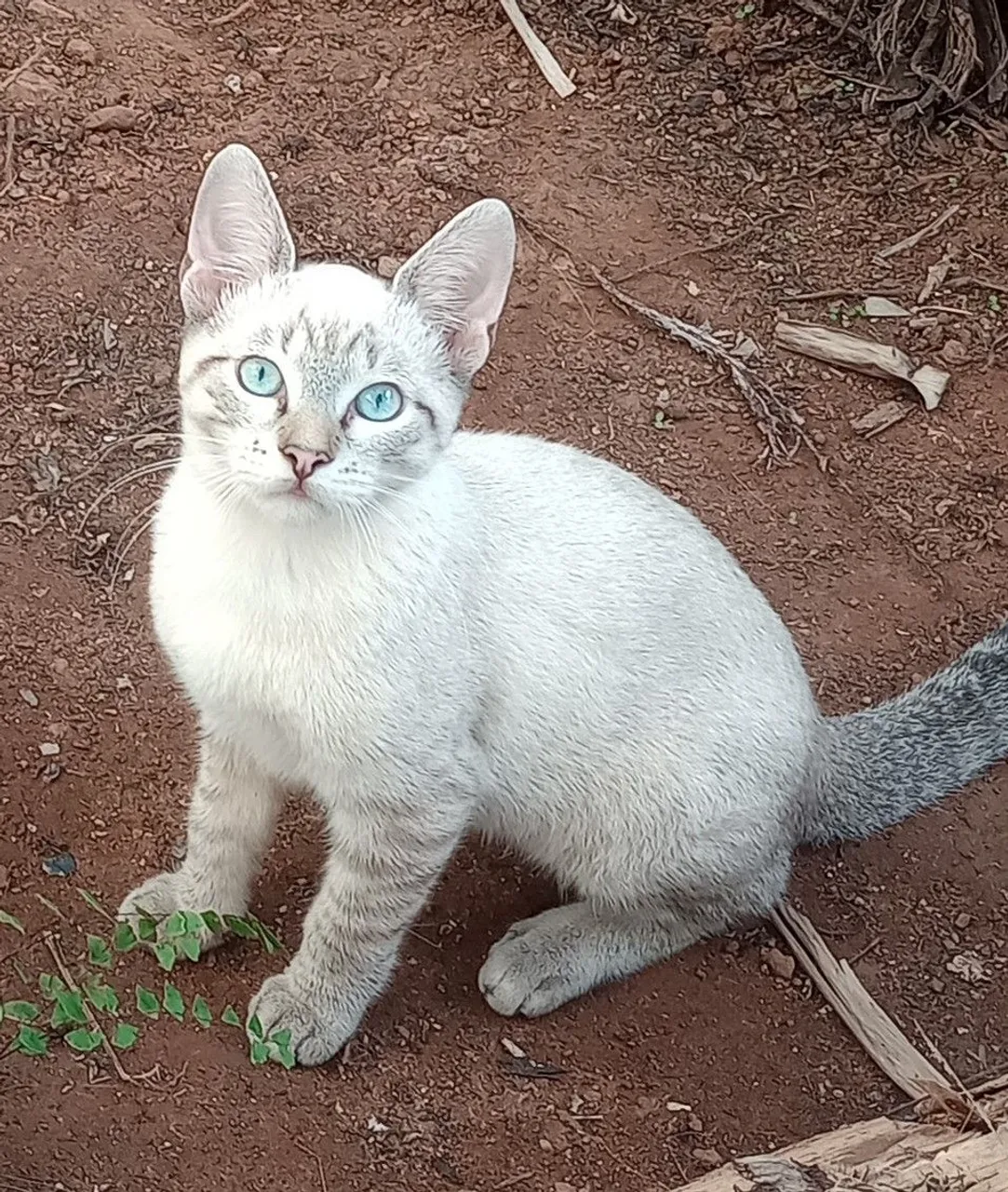 Gatinhos para adoção (Pirenópolis)