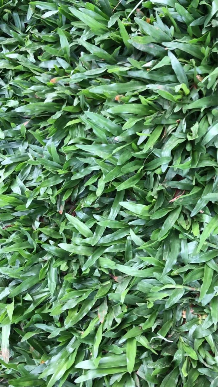 Gramas para Jardim - Tapetes de Gramado - Foto 4