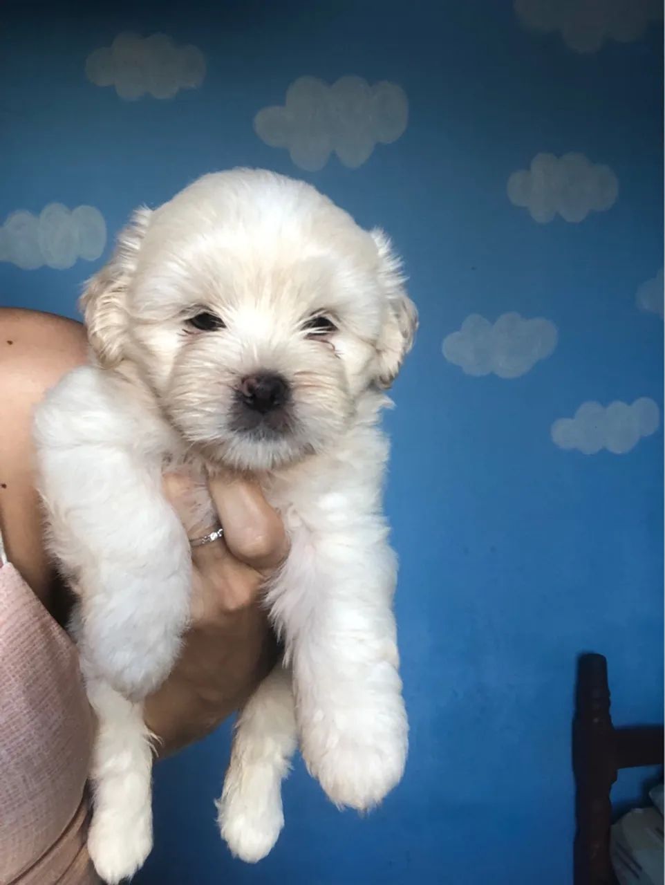 Filhote de Shih tzu Fêmea.