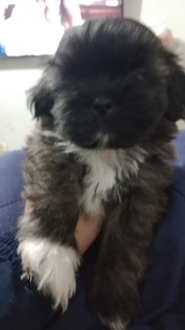 Filhote Shih Tzu machinho vacinado 