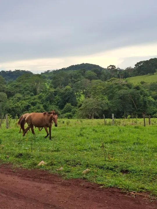 Egua e potra - Foto 6
