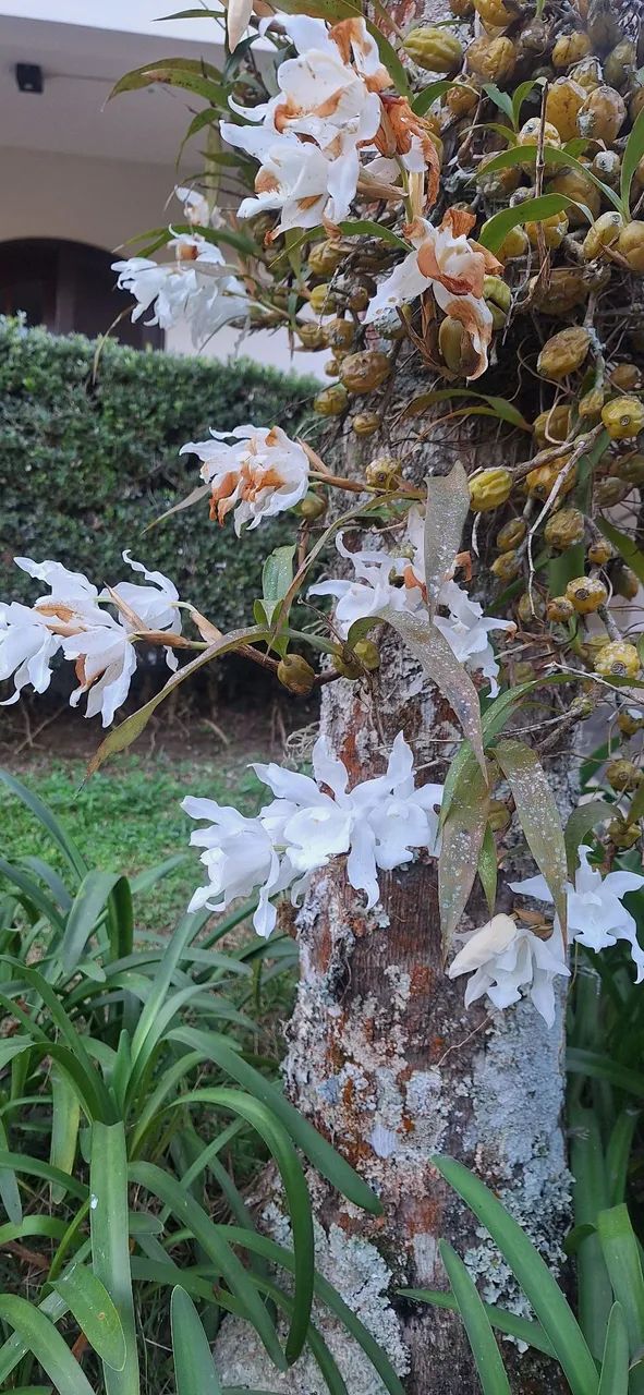 Orquídeas brancas (mudas) - Foto 5
