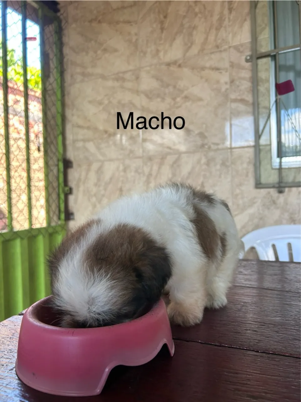 Shitzu